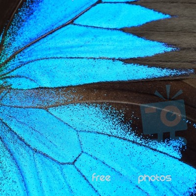 Blue Butterfly Wing Stock Photo Blue Butterfly Wing Stock Photo