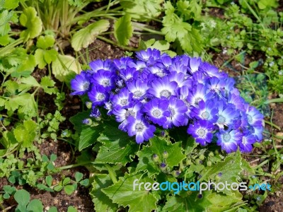 Blue Cineraria Flowers In Full Bloom In Tavira Stock Photo