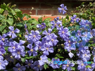 Blue Clematis Growing Against A Brick Wall Stock Photo