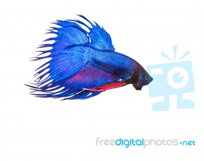 Blue Crown Tail Thai Fighing Fish Betta Prepare To Fight Isolate… Stock Photo