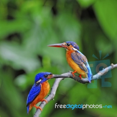 Blue-eared Kingfisher Stock Photo