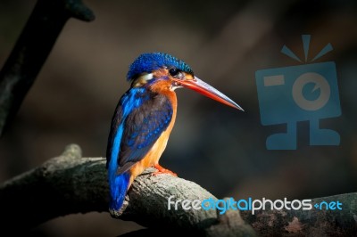Blue-eared Kingfisher (female) Stock Photo