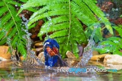 Blue-eared Kingfisher - Male Stock Photo