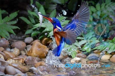 Blue-eared Kingfisher (male) Stock Photo