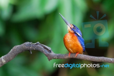 Blue-eared Kingfisher (male) Stock Photo