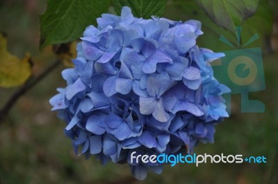 Blue Hydrangea Stock Photo