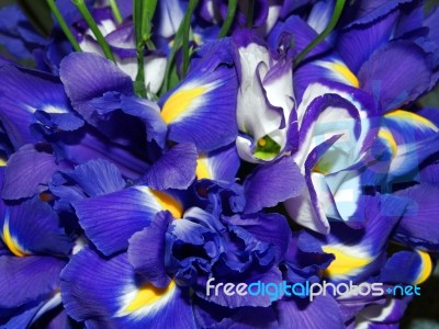 Blue Iris Stock Photo