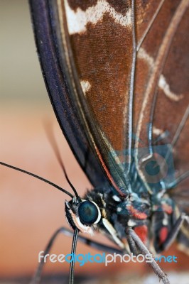 Blue Morpho Butterfly ( Morpho Peleides) Feeding On Some Rotting… Stock Photo