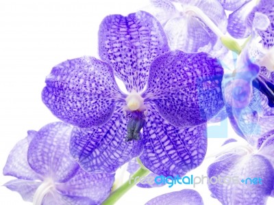 Blue Orchid Stock Photo