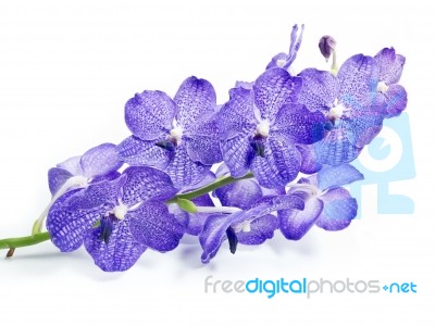 Blue Orchid On White Background Stock Photo