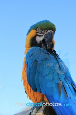 Blue Parrot Stock Photo