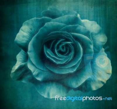 Blue Rose Stock Photo