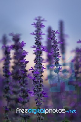 Blue Salvia Flower Field Stock Photo