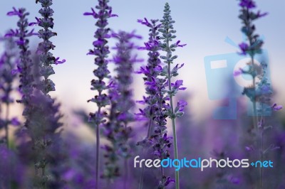Blue Salvia Flower Field Stock Photo