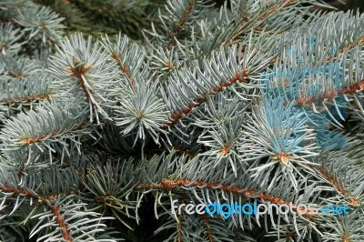 Blue Spruce Twig Stock Photo