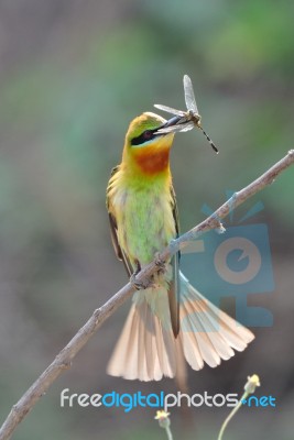 Blue-Tailed Bee Eater Stock Photo