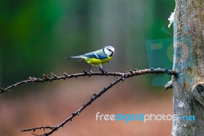 Blue Tit Bird Sitting On A Stump Stock Photo