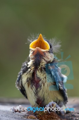 Blue Tit (cyanistes Caeruleus) Fledgling Just Evicted From Nest Stock Photo