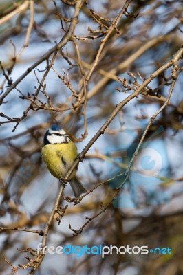 Blue Tit Perched In A Tree Stock Photo