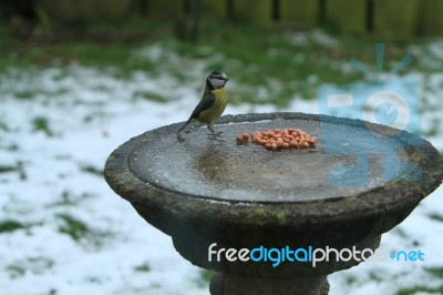 Blue Tit Standing Tall On The Ice Stock Photo