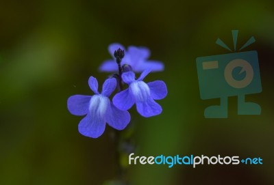 Blue Toadflax Stock Photo