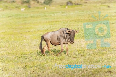 Blue Wildebeest In Tanzania Stock Photo