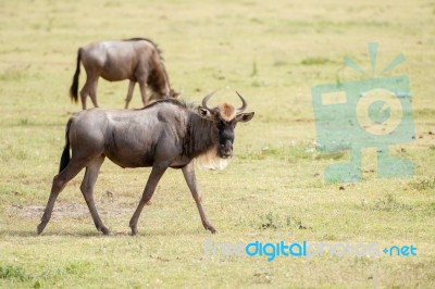 Blue Wildebeest In Tanzania Stock Photo