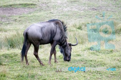 Blue Wildebeest Or Brindled Gnu (c. Taurinus) Stock Photo