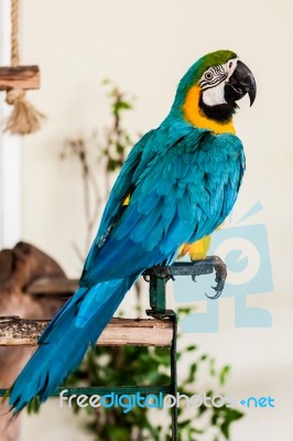 Blue Wing Macaw Stock Photo