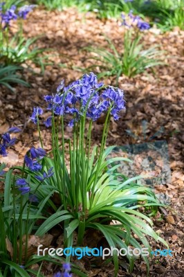 Bluebells In Full Bloom Stock Photo