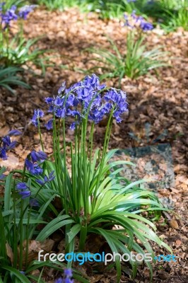 Bluebells In Full Bloom Stock Photo