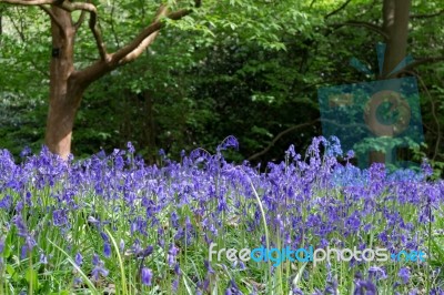 Bluebells In Full Bloom Stock Photo