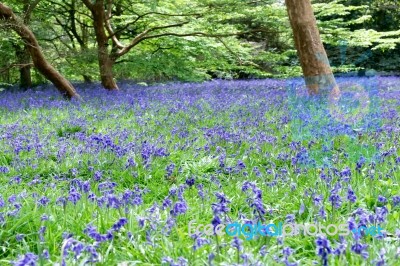 Bluebells In Full Bloom Stock Photo