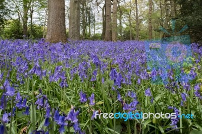 Bluebells In Staffhurst Woods Near Oxted Surrey Stock Photo