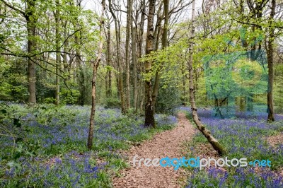 Bluebells In Staffhurst Woods Near Oxted Surrey Stock Photo