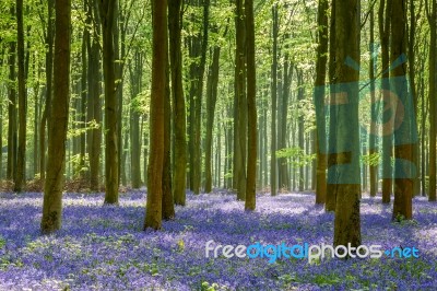 Bluebells In Wepham Wood Stock Photo