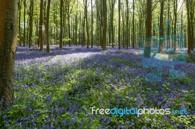 Bluebells In Wepham Wood Stock Photo