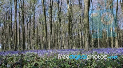 Bluebells In Wepham Wood Stock Photo