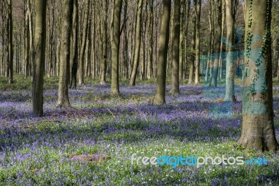 Bluebells In Wepham Wood Stock Photo