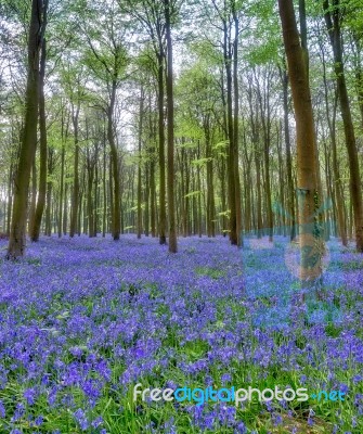 Bluebells In Wepham Woods Stock Photo