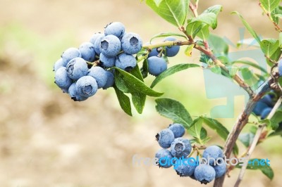 Blueberries Stock Photo