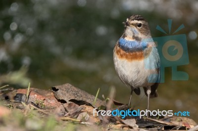 Bluethroat Stock Photo