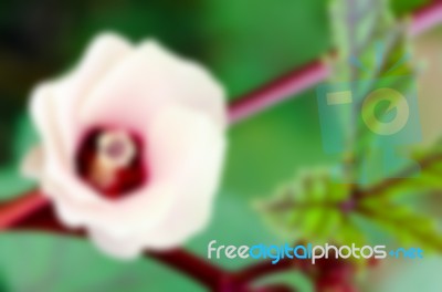 Blur Background Flower Stock Photo