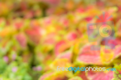 Blur Of Plectranthus Scutellarioides (coleus) Garden Stock Photo