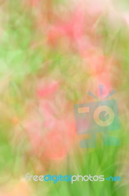 Blurred Floral Field Background. Blurred Nature Background Stock Photo