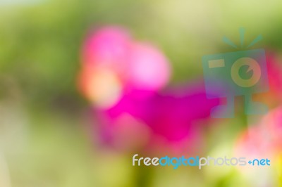 Blurred Nature Background Stock Photo