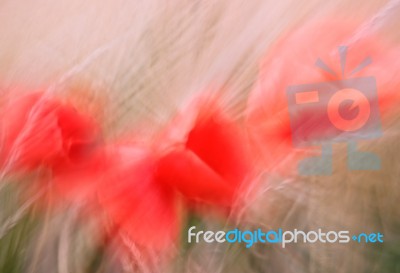 Blurred Poppies Stock Photo