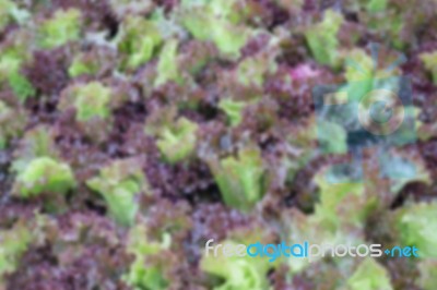 Blurred Salad Vegetablegrowing In The Garden Stock Photo