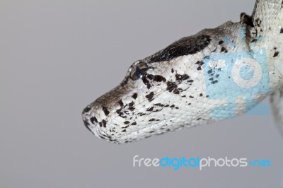 Boa Constrictor Head Stock Photo