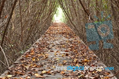 Boardwalk Between Mangrove Forest Stock Photo